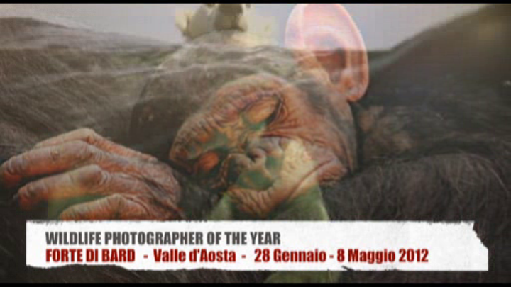 Wildlife Photographer of The Year 2012