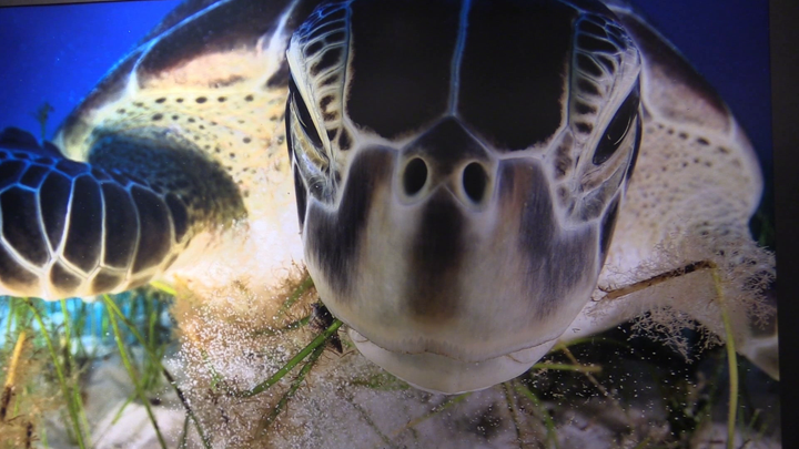 Wildlife Photographer of the year 2013