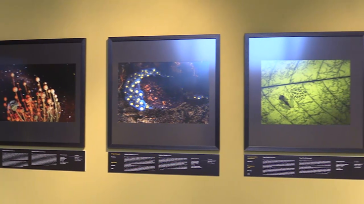 Wildlife Photographer of the year 2014