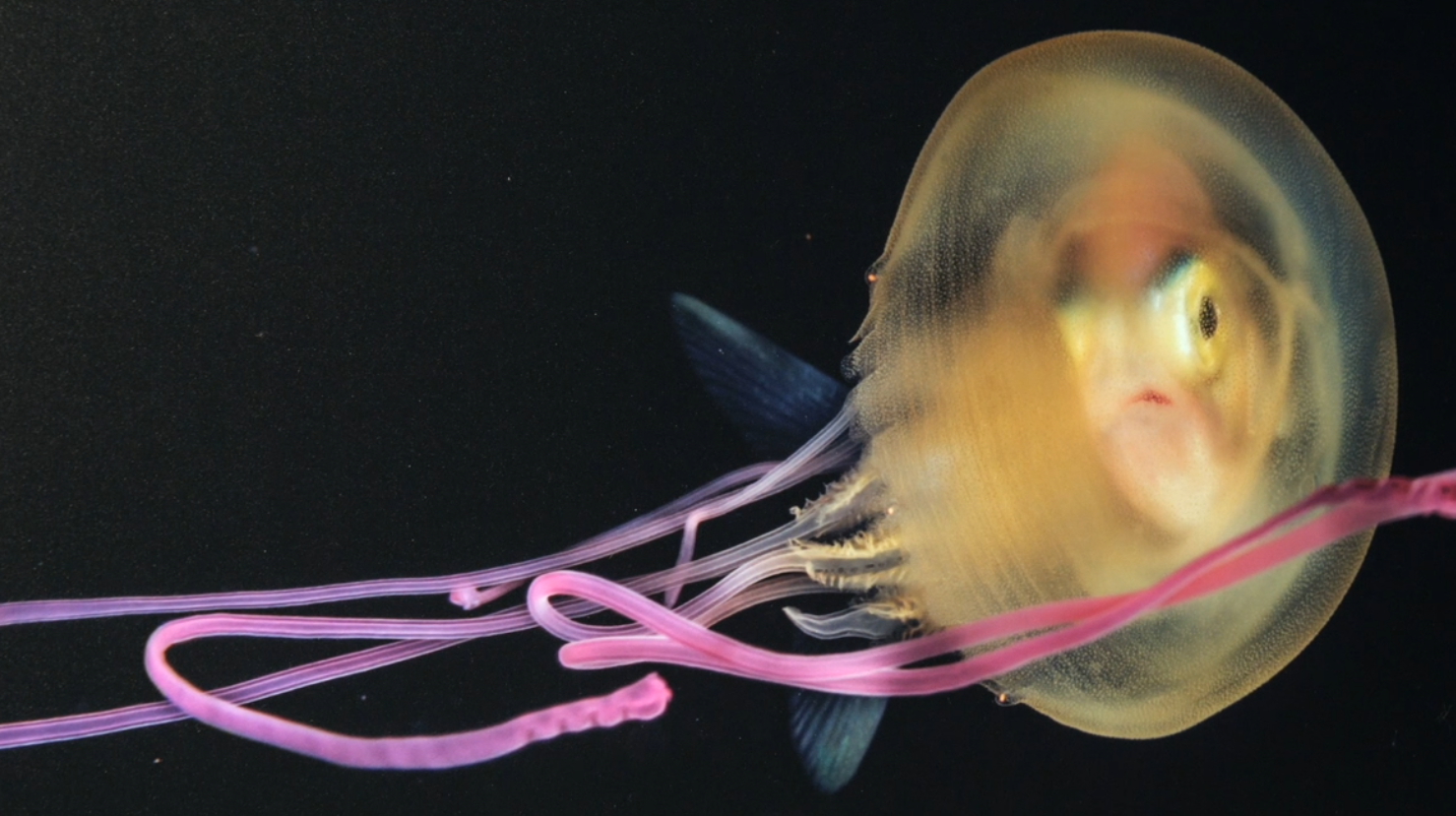 Wildlife Photographer of the Year 2020 au Fort de Bard