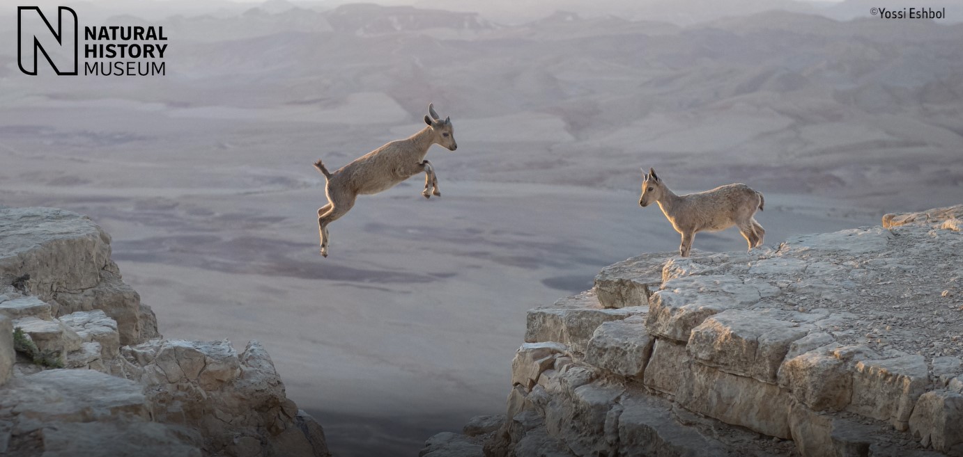 Le cento nuove storie di natura di Wildlife n. 56