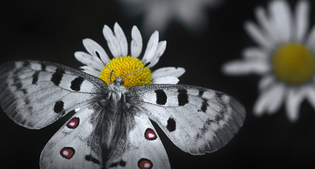 Wildlife Photographer of the Year: al Forte di Bard la 57esima edizione