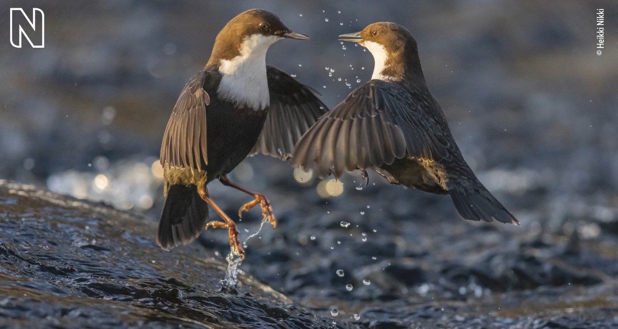 Wildlife Photographer of the Year, new edition 2023